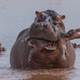 © Adrian Hirschi - Wildlife Photographer of the Year